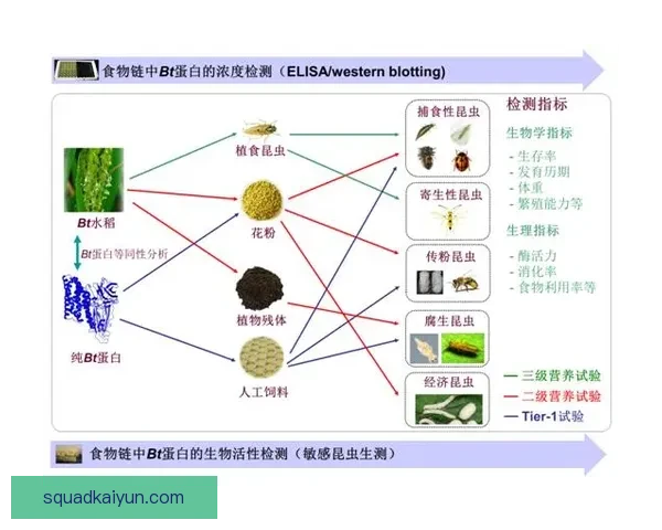 毕巴进攻套路解析：战术体系与近期表现走势清晰成关键